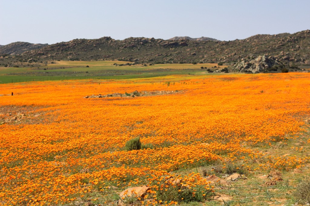 flower season in the Northern Cape